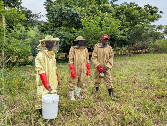 How Modern Beekeeping Saved 280 Acres of Forest in Masindi