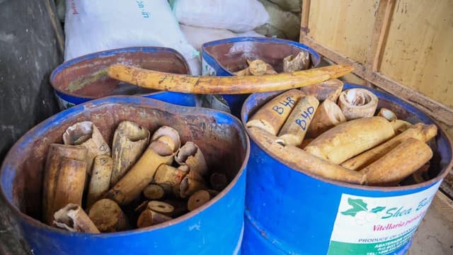 UWA Takes Custody of over Eight Tonne Wildlife Contraband Seized at Entebbe International Airport Over 14 Years