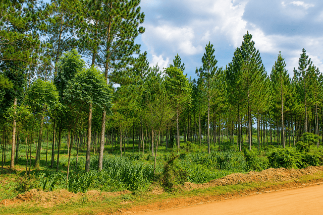 Namavundu Forest Boundary Reopening Revived After Years of Disputes